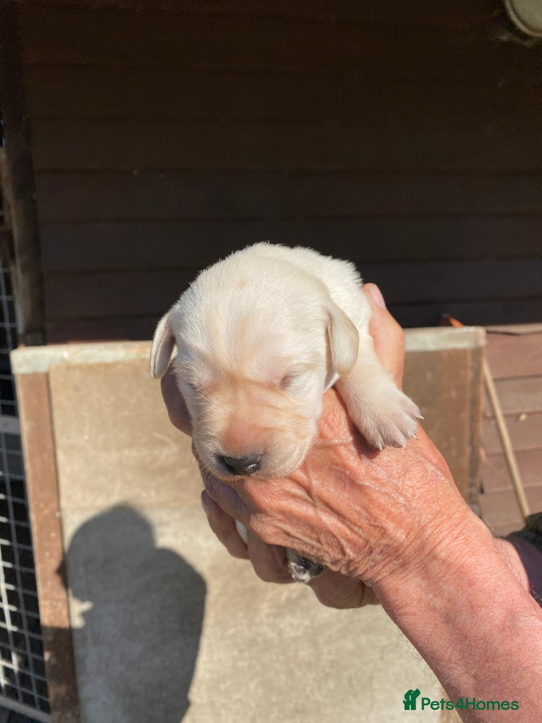 Labrador Retriever dogs for sale: Pedigree Labrador Puppies For Sale - Image 6