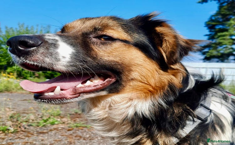 Border Collie dogs - Advert 1