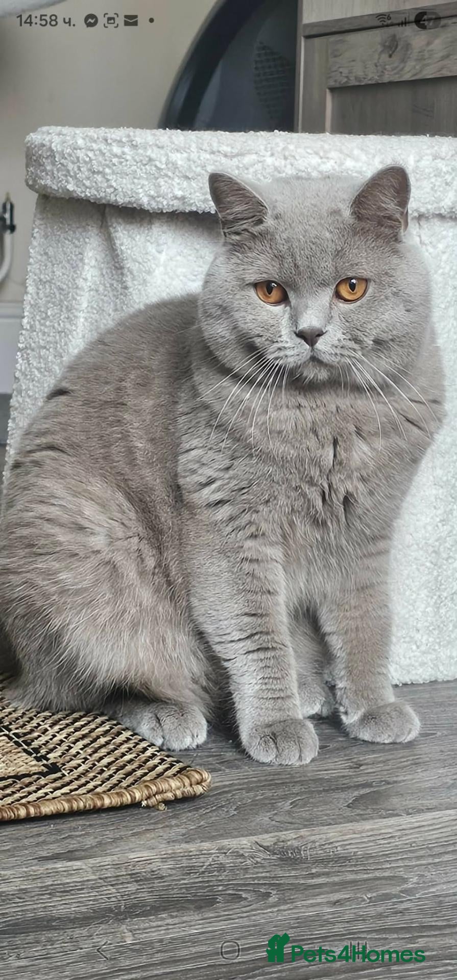 British Shorthair cats  British Shorthair STUD - Advert 1