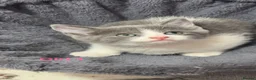 Mixed Breed cats for sale: Beautiful mixed breed kittens.  - Advert 3