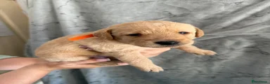 Labrador Retriever 5