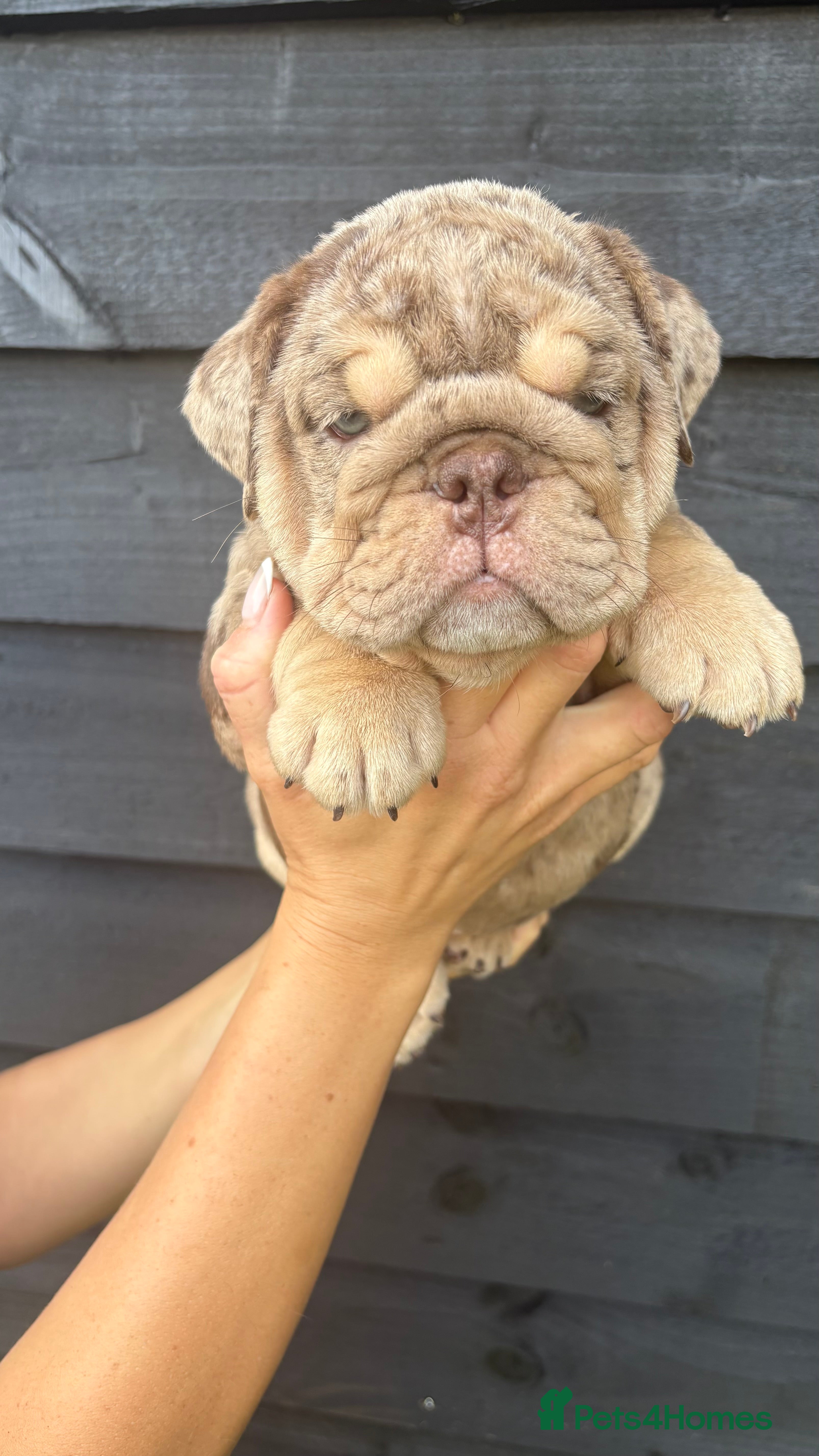 English Bulldog dogs KC English Bulldog Puppies - Advert 2