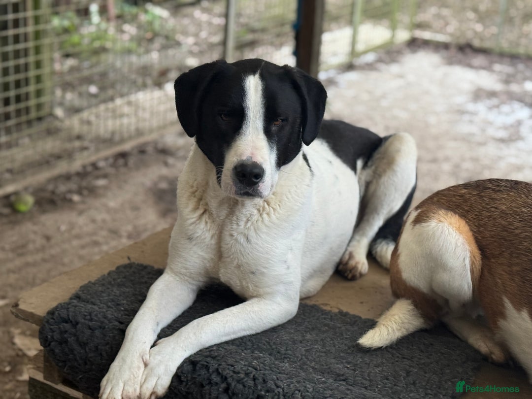 Mixed Breed dogs for adoption: LUCA – TWO YEARS WAITING FOR SOMEONE TO CARE 🐾 - Advert 18
