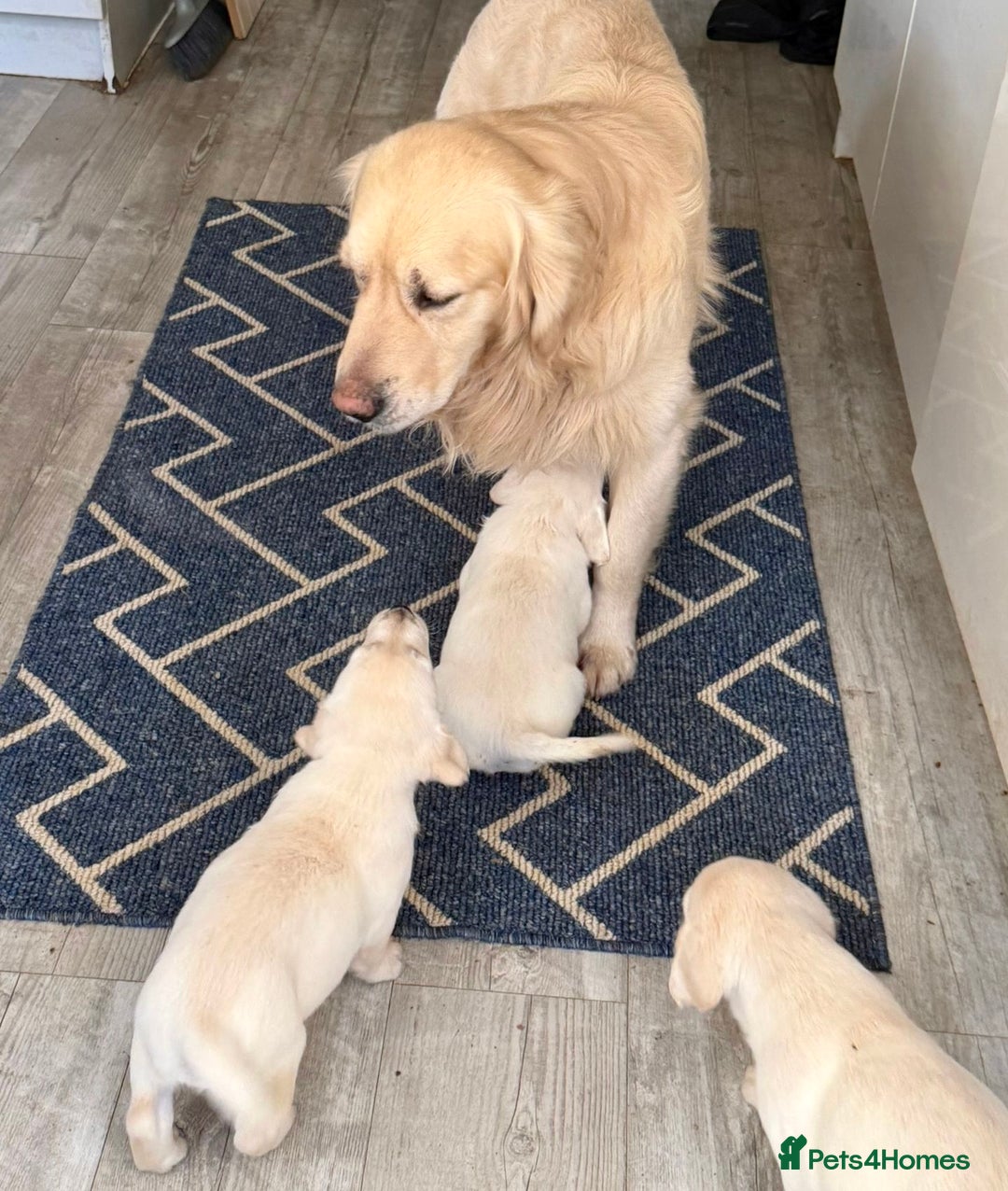 Goldador dogs for sale: Stunning Lab x Retriever pups - Advert 4