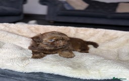 Shih Tzu dogs for sale: 💕Last Girl💕KC REG Imperial Shihtzu babydoll face - Image 24