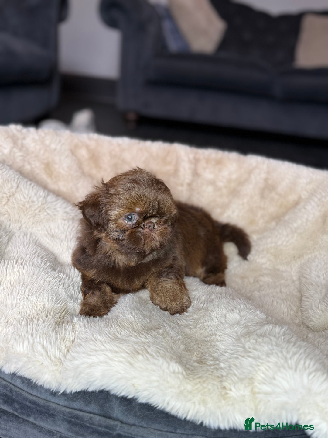 Shih Tzu dogs for sale: 💕Last Girl💕KC REG Imperial Shihtzu babydoll face - Image 24