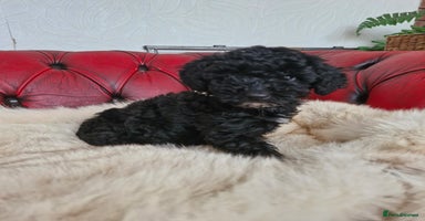 Labradoodle dogs - Advert 1