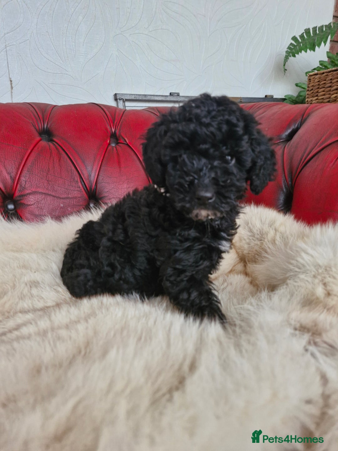 Labradoodle dogs for sale: READY FOR THEIR FOREVER SOFA NOW - Image 2