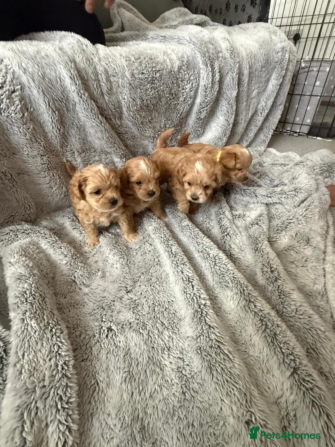 Maltipoo dogs for sale: Beautiful Tiny Maltipoo 3 girls 1 boy  - Image 4