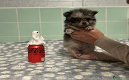 Pomeranian dogs for sale: Beautiful Pomeranian puppies  - Image 25