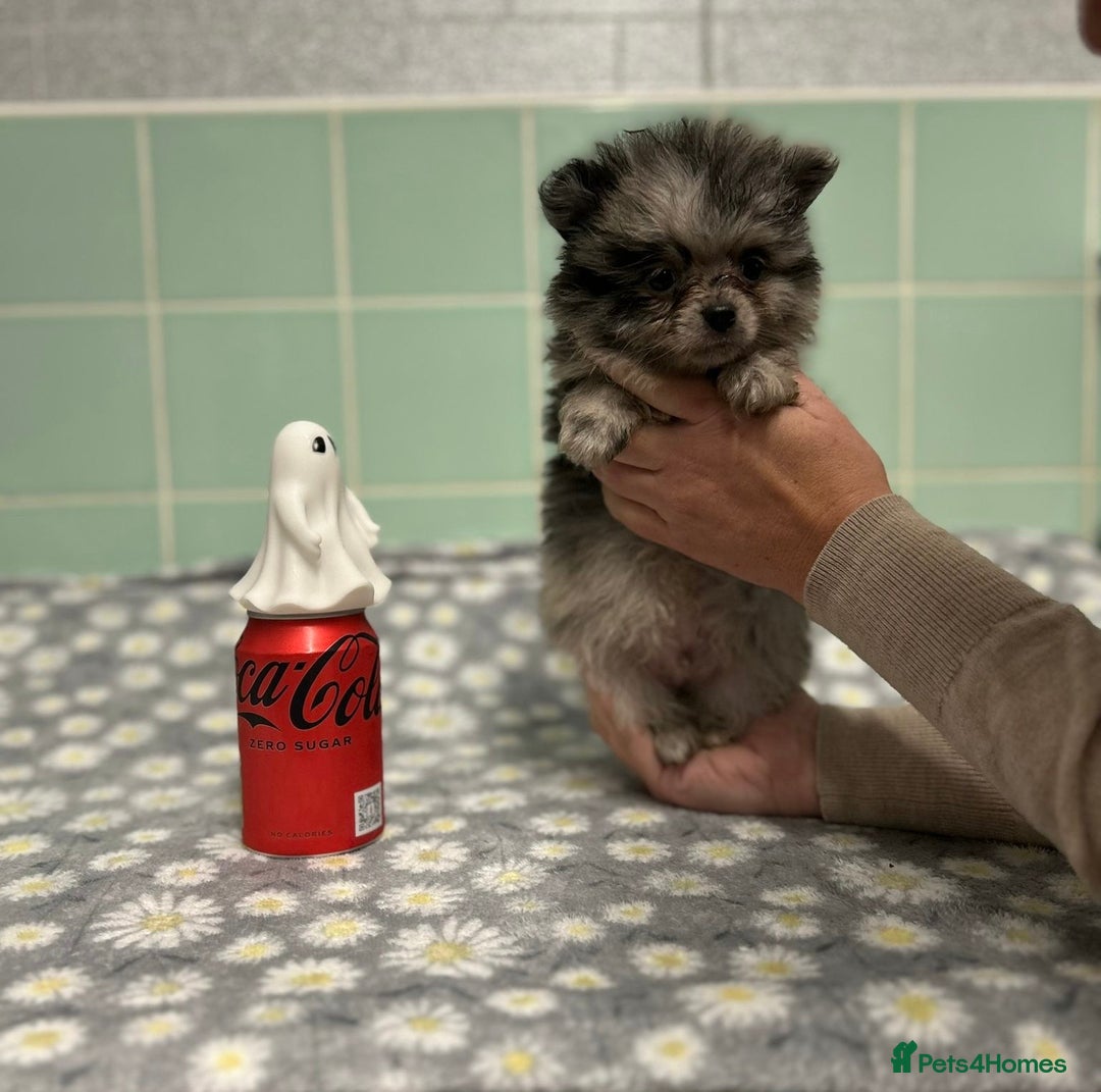 Pomeranian dogs for sale: Beautiful Pomeranian puppies  - Image 25