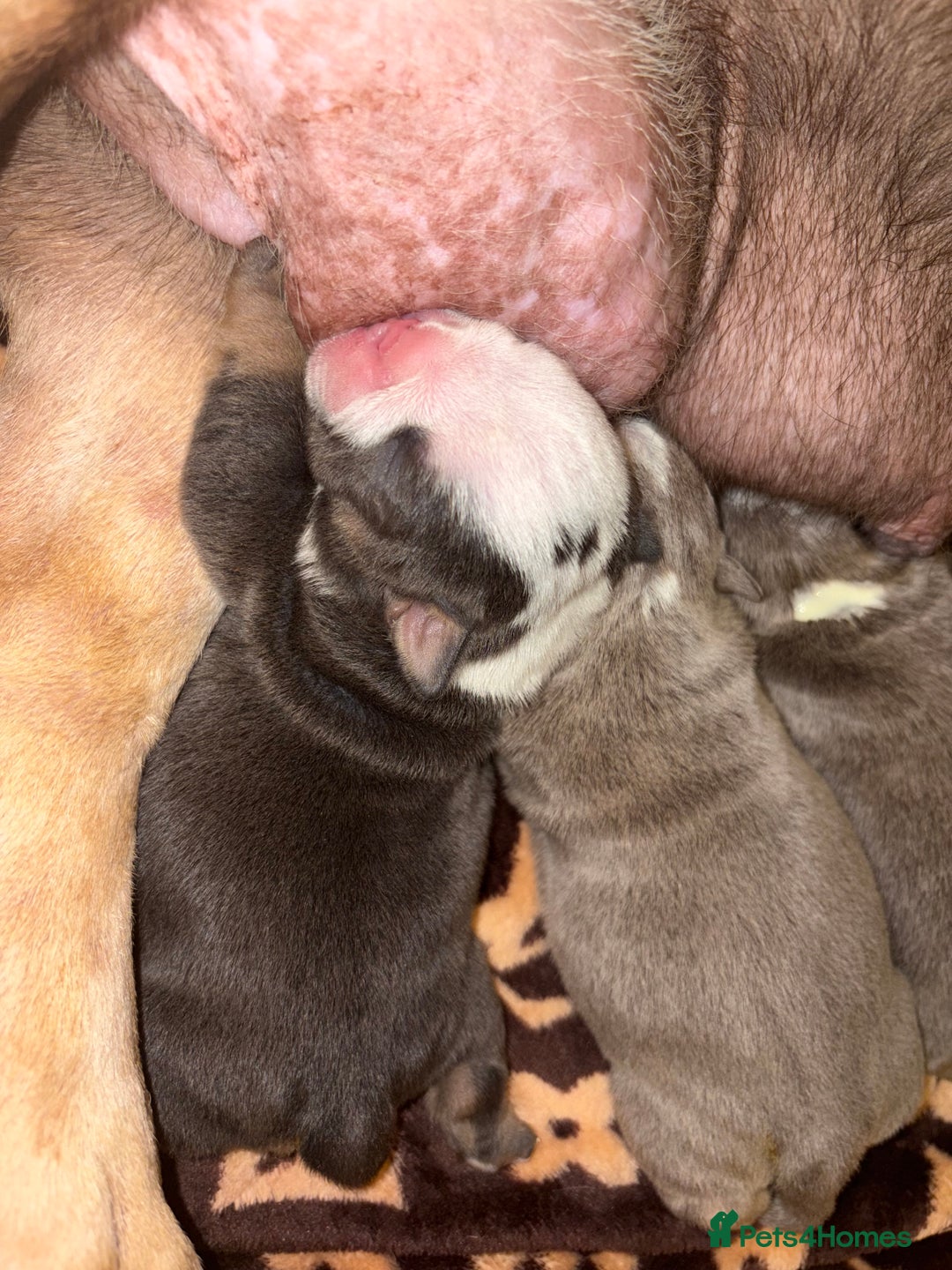 English Bulldog dogs for sale: BRITISH BULLDOG MALE/FEMALE - Image 17