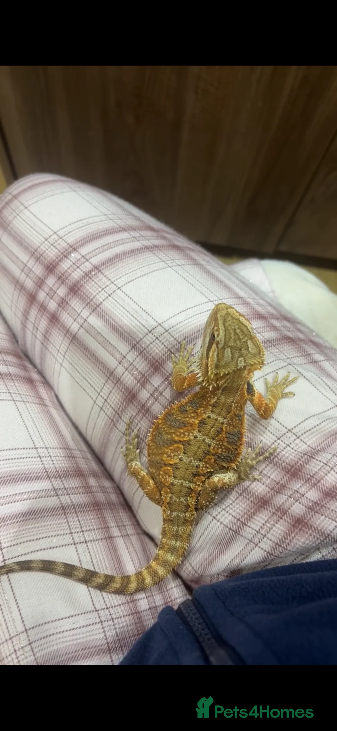 Bearded Dragon reptiles for sale: Bearded Dragon  - Advert 2