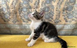 Mixed Breed cats for sale: Mixed breed in Birmingham - Image 3