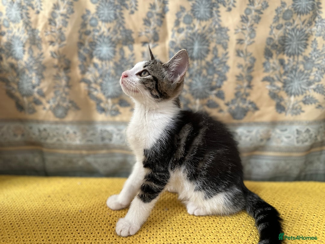 Mixed Breed cats for sale: Mixed breed in Birmingham - Image 3
