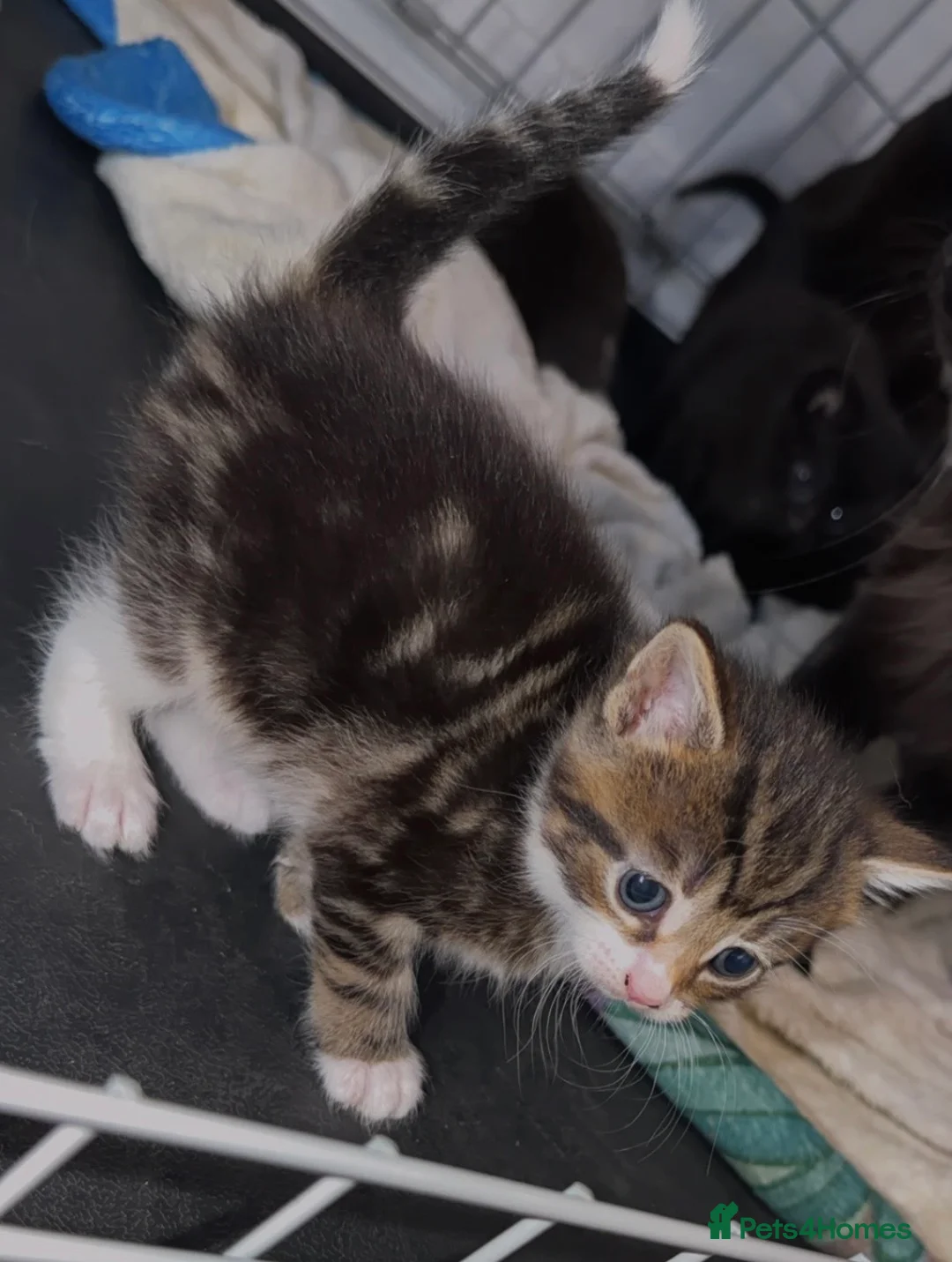 Ragdoll cats for sale: Ragdoll X Tabby  in Immingham - Advert 1