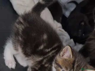 Ragdoll cats Ragdoll X Tabby - Advert 1