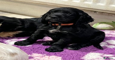 Cocker Spaniel dogs - Advert 10