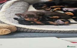 Miniature Dachshund dogs for sale: Puppy 1 boy Black & Tan  - Image 11