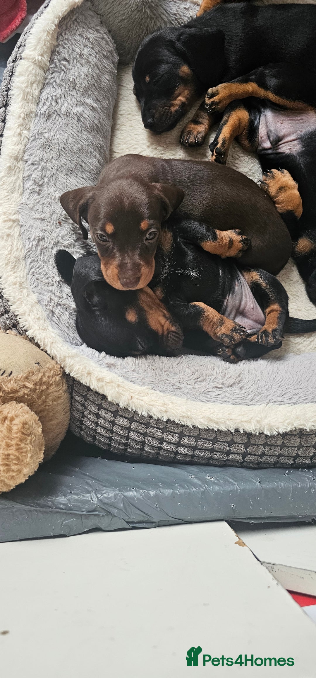 Miniature Dachshund dogs for sale: Puppy 1 boy Black & Tan  - Image 11