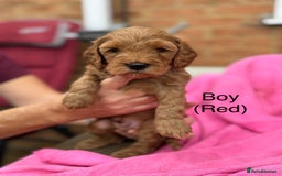 Cockapoo dogs for sale: Gorgeous Cockapoos for sale - Image 2