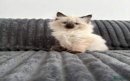 Ragdoll cats for sale: 2 Ragdoll Kittens left 🐾🤍 READY TO LEAVE NOW! - Image 21