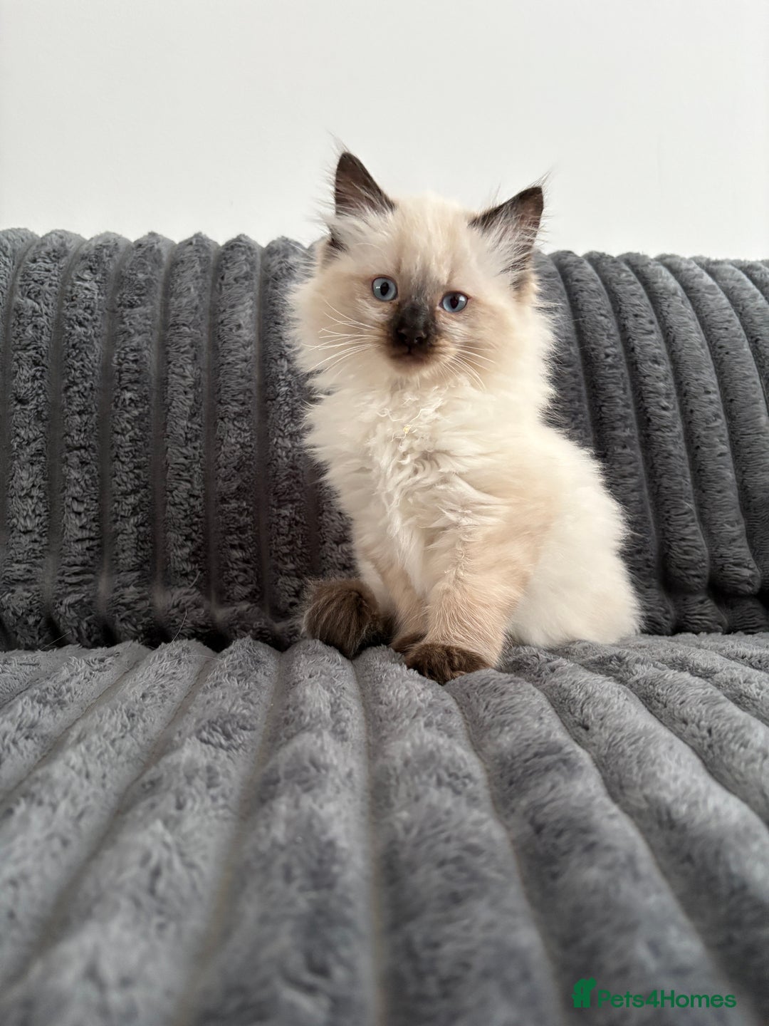 Ragdoll cats for sale: 2 Ragdoll Kittens left 🐾🤍 READY TO LEAVE NOW! - Image 21