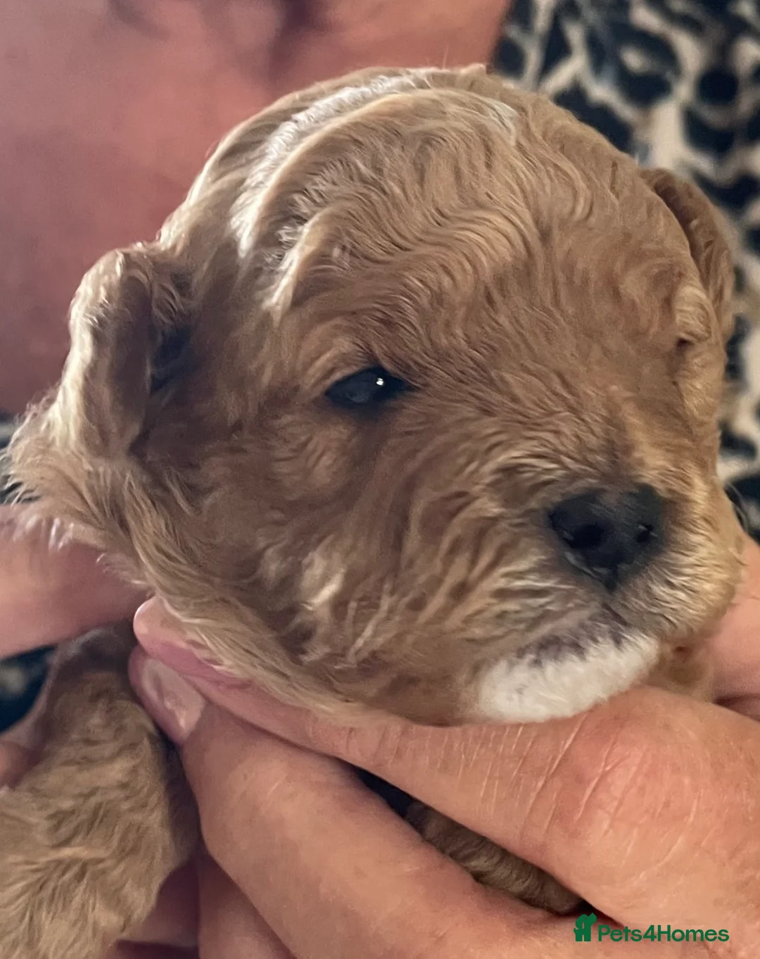 Toy Poodle dogs for stud: Gorgeous Black & White parti toy poodle in Saint Neots - Advert 21