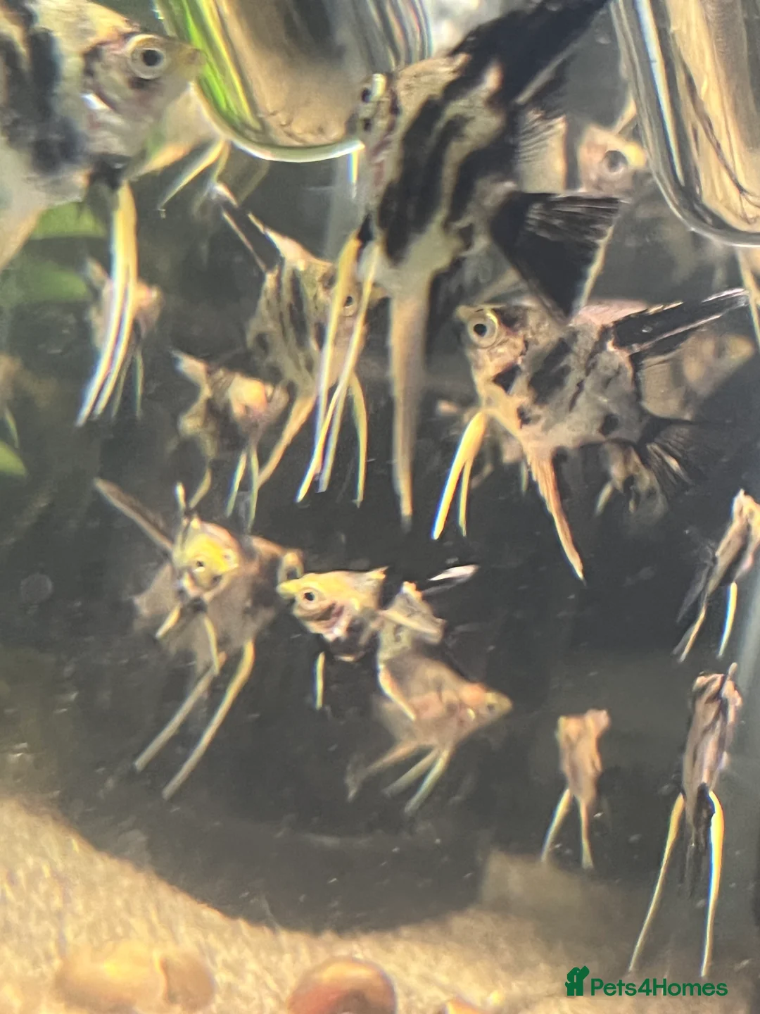 Angelfish fish for sale: Angelfish koi - Advert 4