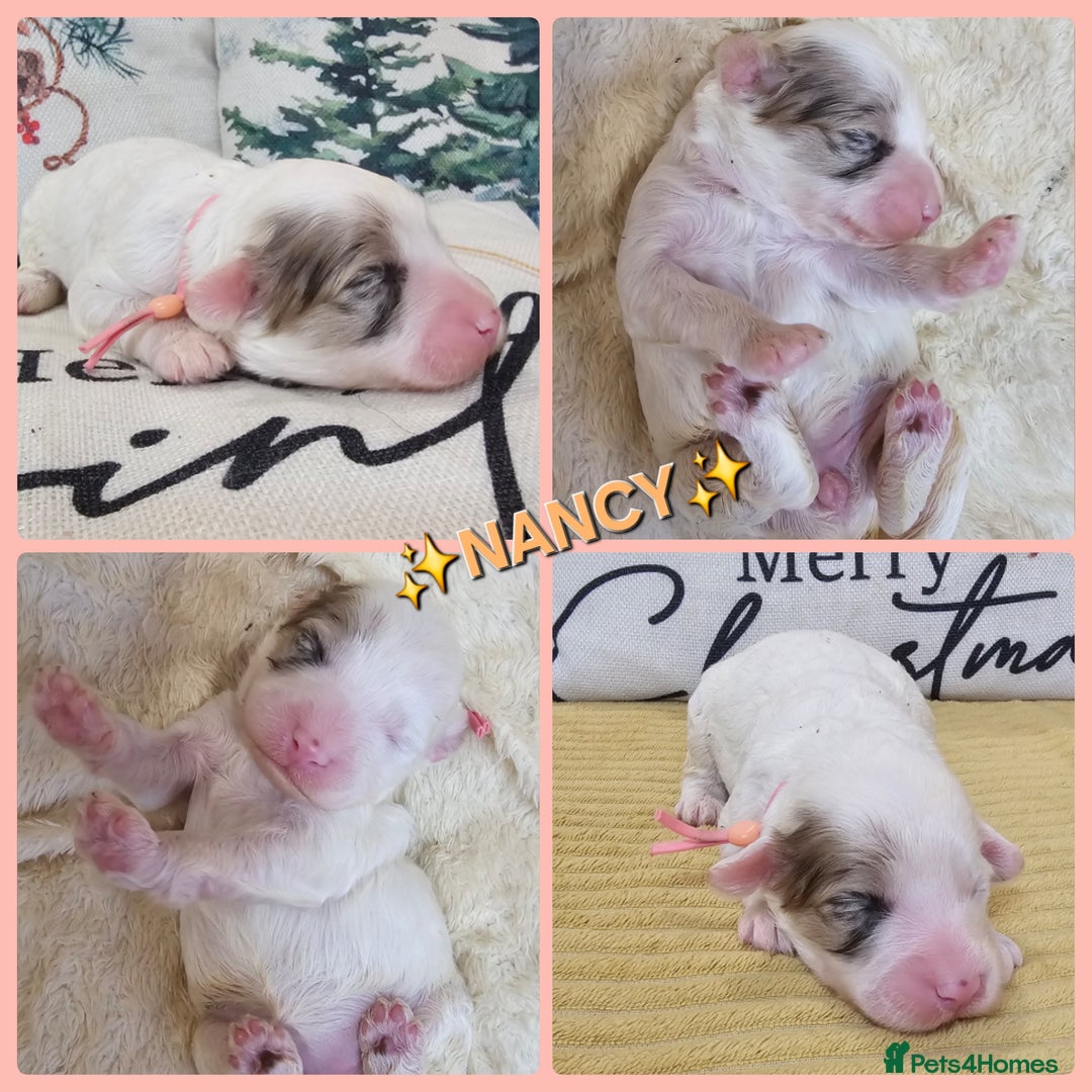 Cavapoo dogs for sale: STUNNING FULLY HEALTH TESTED F1B CAVAPOO  - Advert 34