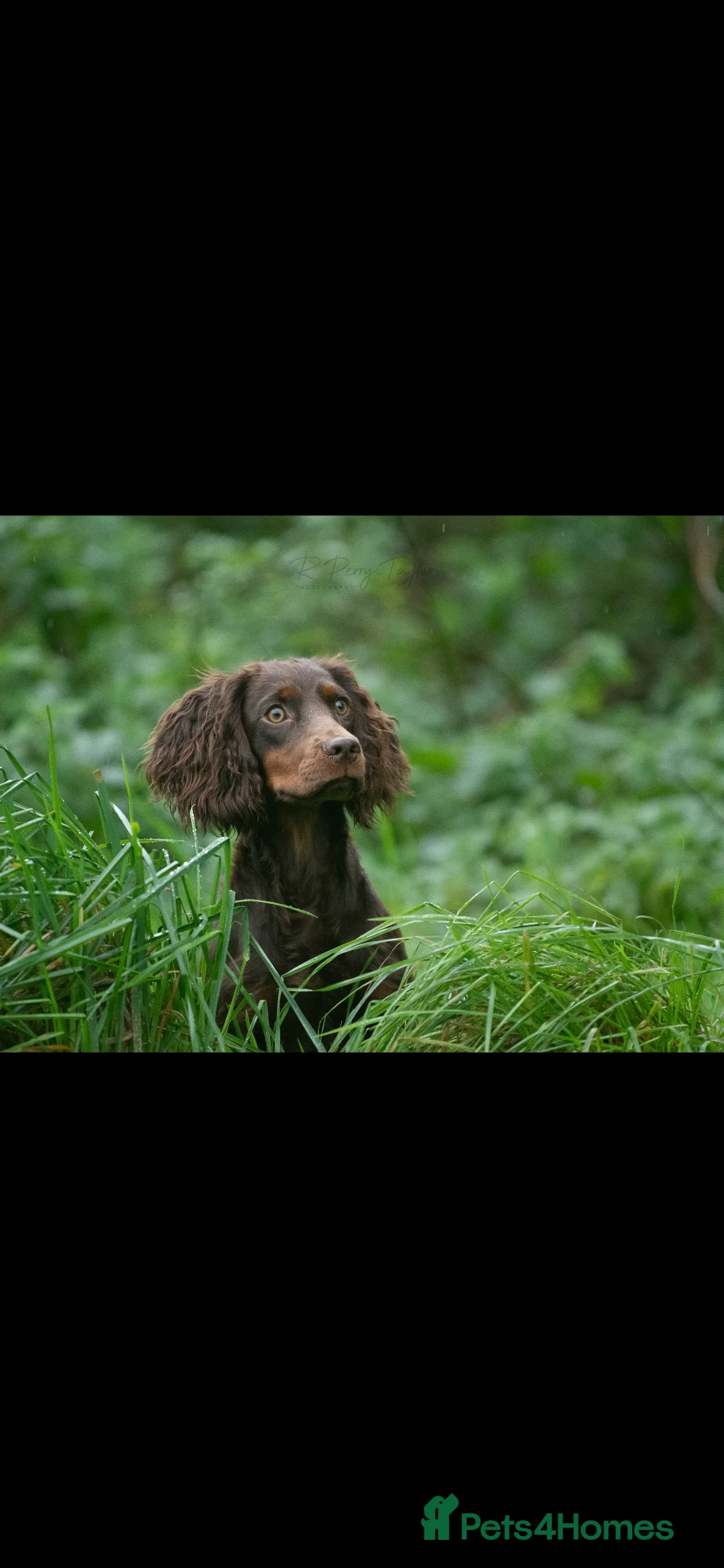 Cocker Spaniel dogs for stud: Eye-catching Health tested stud  - Advert 1