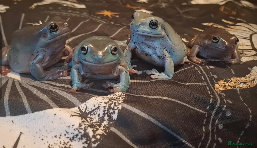 Frog reptiles for sale: White tree frogs and viv  - Advert 1