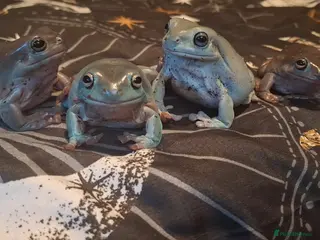 Frog reptiles White tree frogs and viv - Advert 1