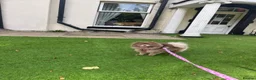 Pomeranian dogs for sale: Beautiful lilac adult girl 💜 - Advert 9