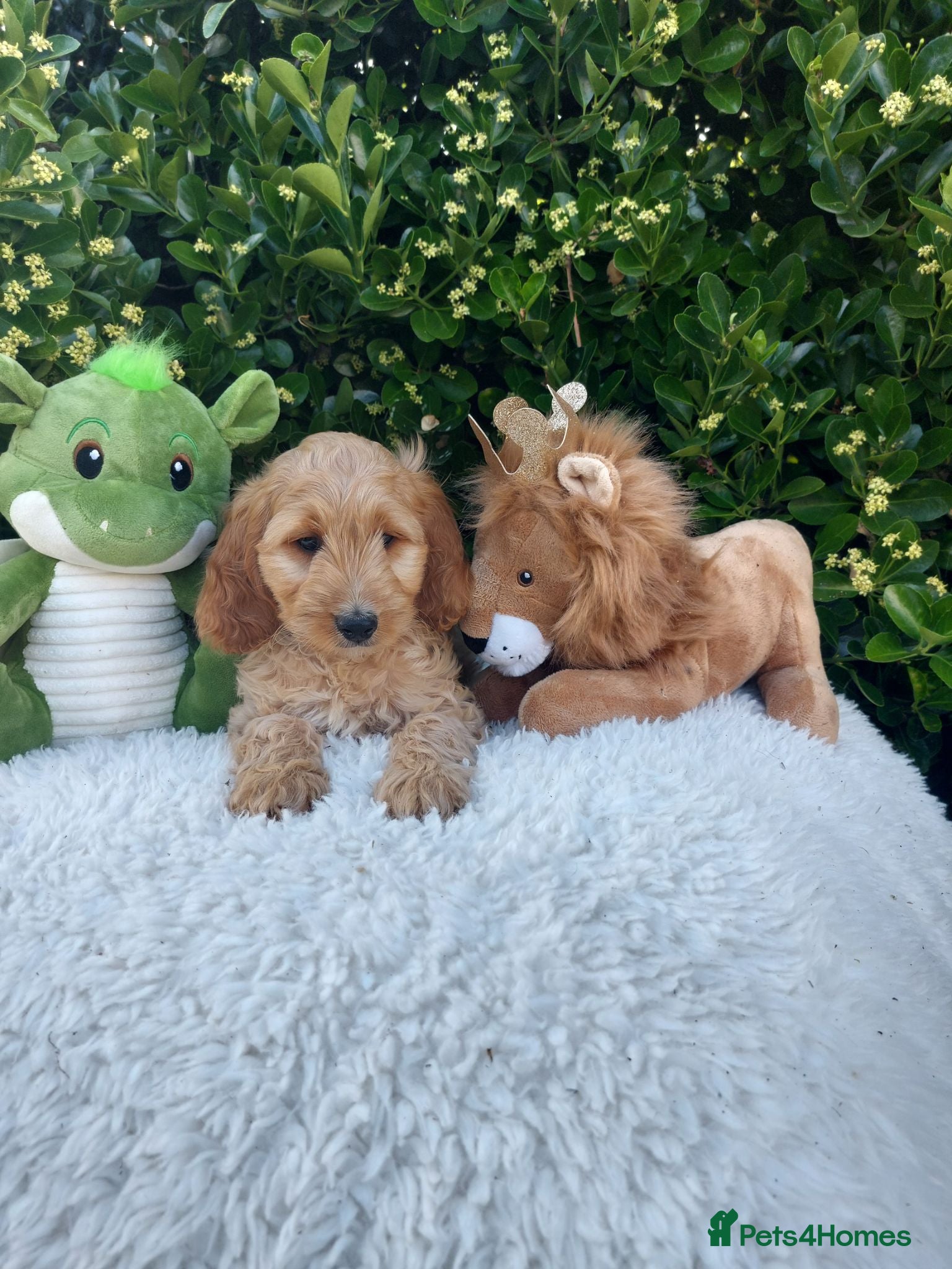 Cavapoo dogs Exceptional F1 Cavapoo Teddy Bears all males - Advert 1