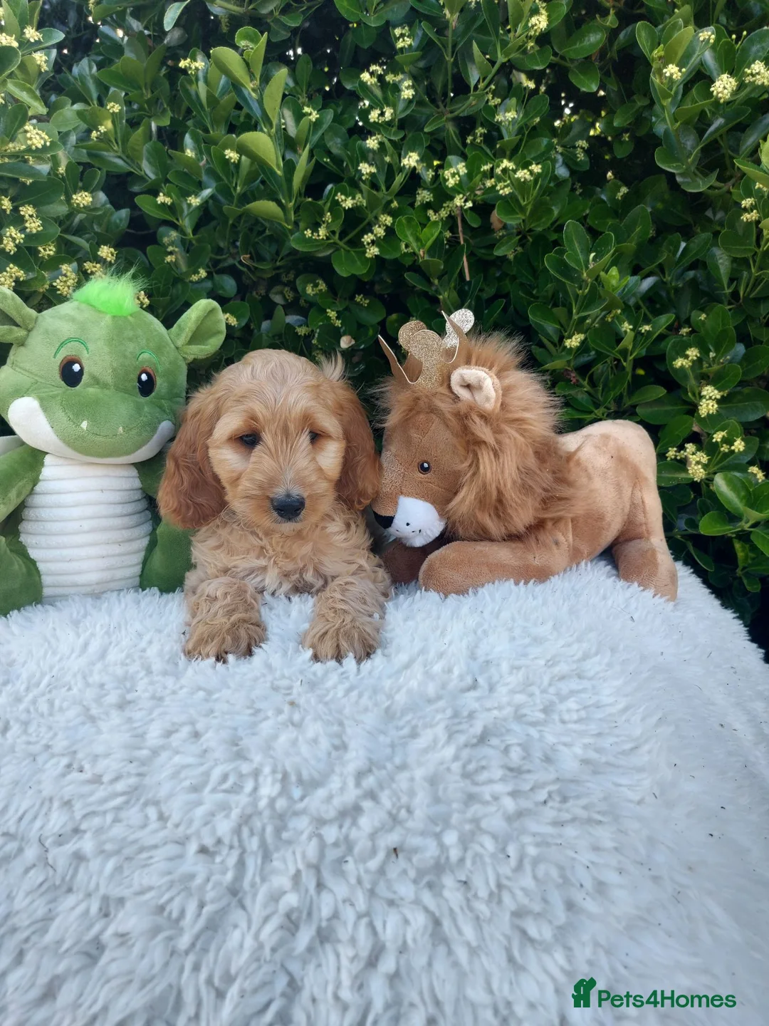 Cavapoo dogs for sale: Exceptional F1 Cavapoo Teddy Bears all males - Advert 1
