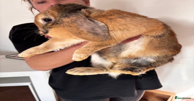English Lop rabbits - Advert 4