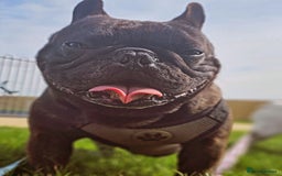 French Bulldog dogs for sale: 2 dogs needing there forever home  - Image 6