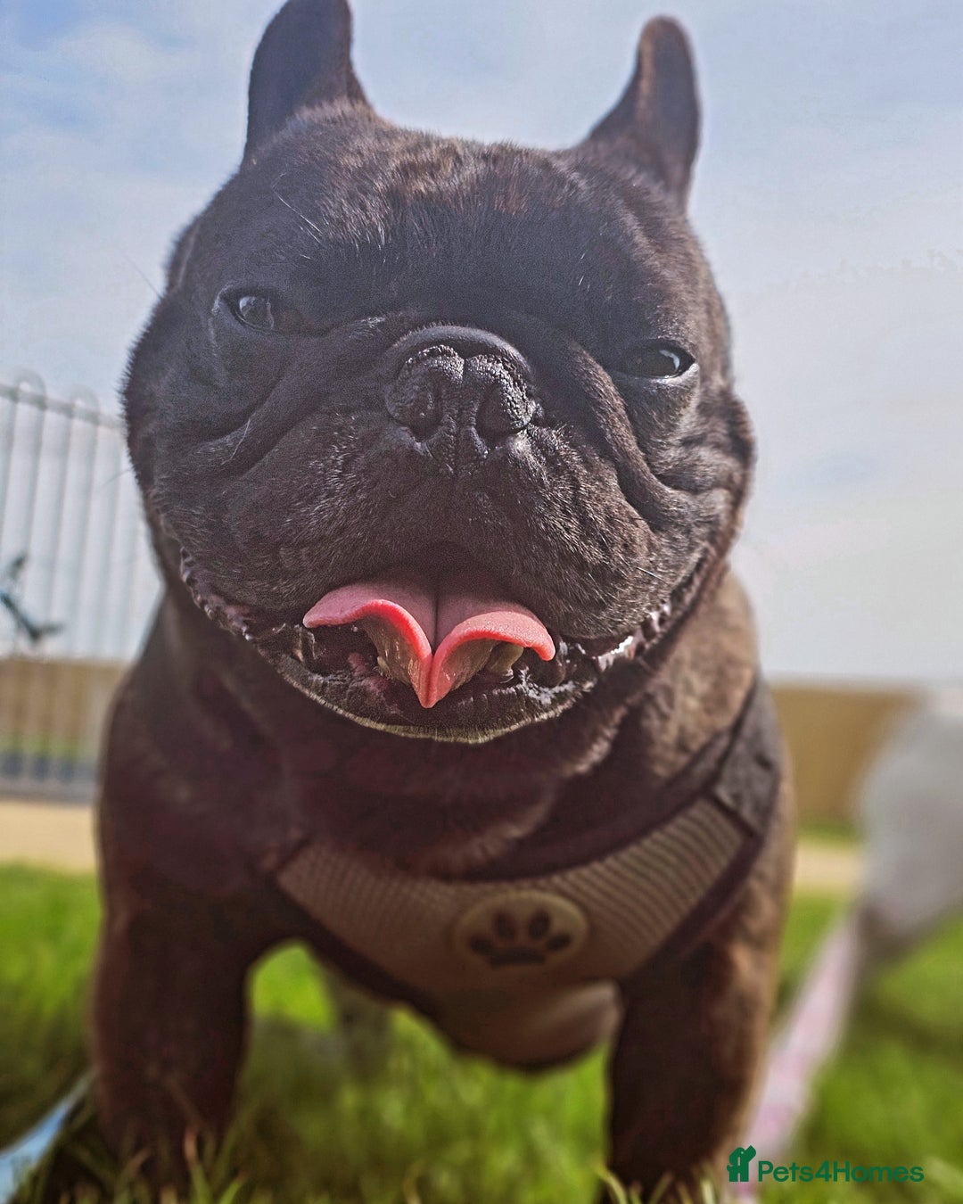 French Bulldog dogs for sale: 2 dogs needing there forever home  - Image 6