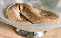 Python Snake reptiles for sale: Royal pythons looking for new home - Image 6