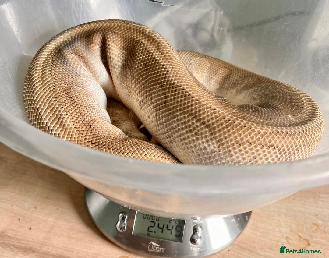 Python Snake reptiles for sale: Royal pythons looking for new home - Image 6