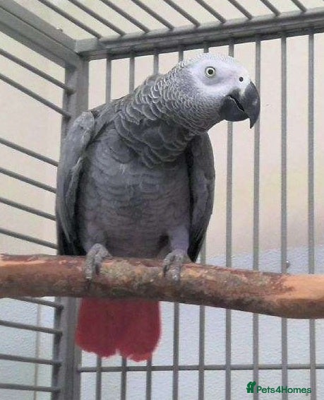 Parrots birds Premium African Grey Parrots– Perfect Pet Birds - Advert 2