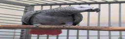 Parrots birds for sale: Premium African Grey Parrots– Perfect Pet Birds in Birmingham - Advert 1