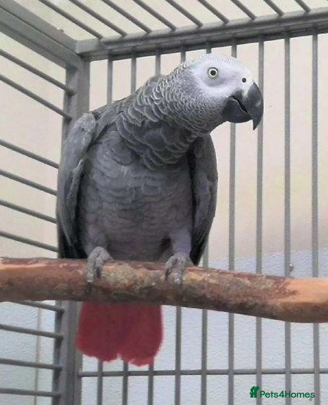 Parrots birds for sale: Premium African Grey Parrots– Perfect Pet Birds in Birmingham - Advert 1