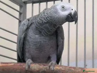 Parrots birds Premium African Grey Parrots– Perfect Pet Birds - Advert 2