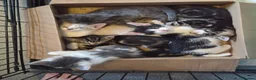 Mixed Breed cats for sale: Rare opportunity to have loving bottle fed Kittens in Melton Constable - Advert 4