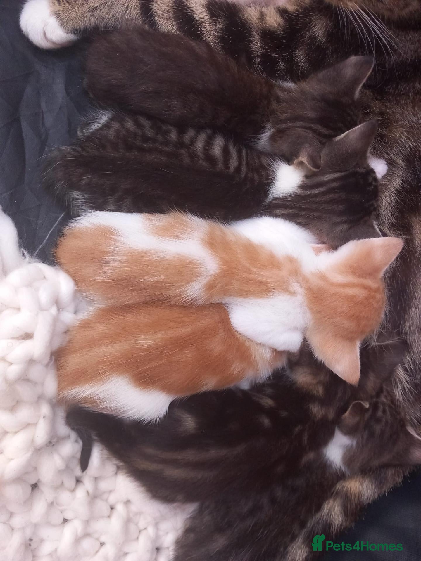 Mixed Breed cats Adorable Kittens looking for their Forever Home - Advert 5