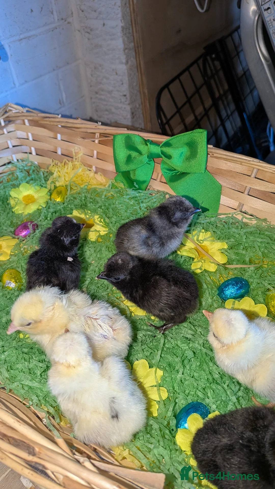 Chickens poultry for sale: Day old polish chicks  - Advert 2