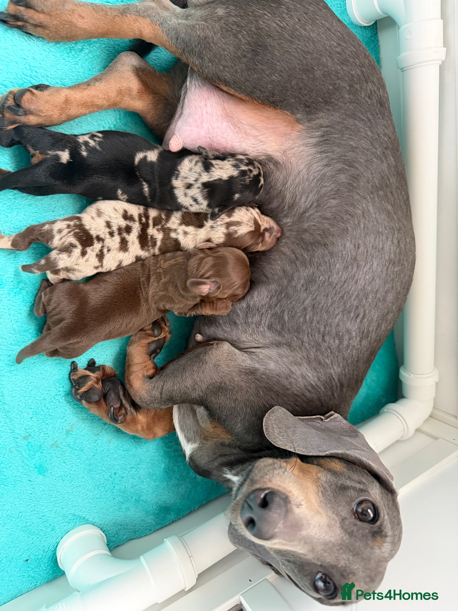 Dachshund dogs Miniature dachshund puppies - Advert 4