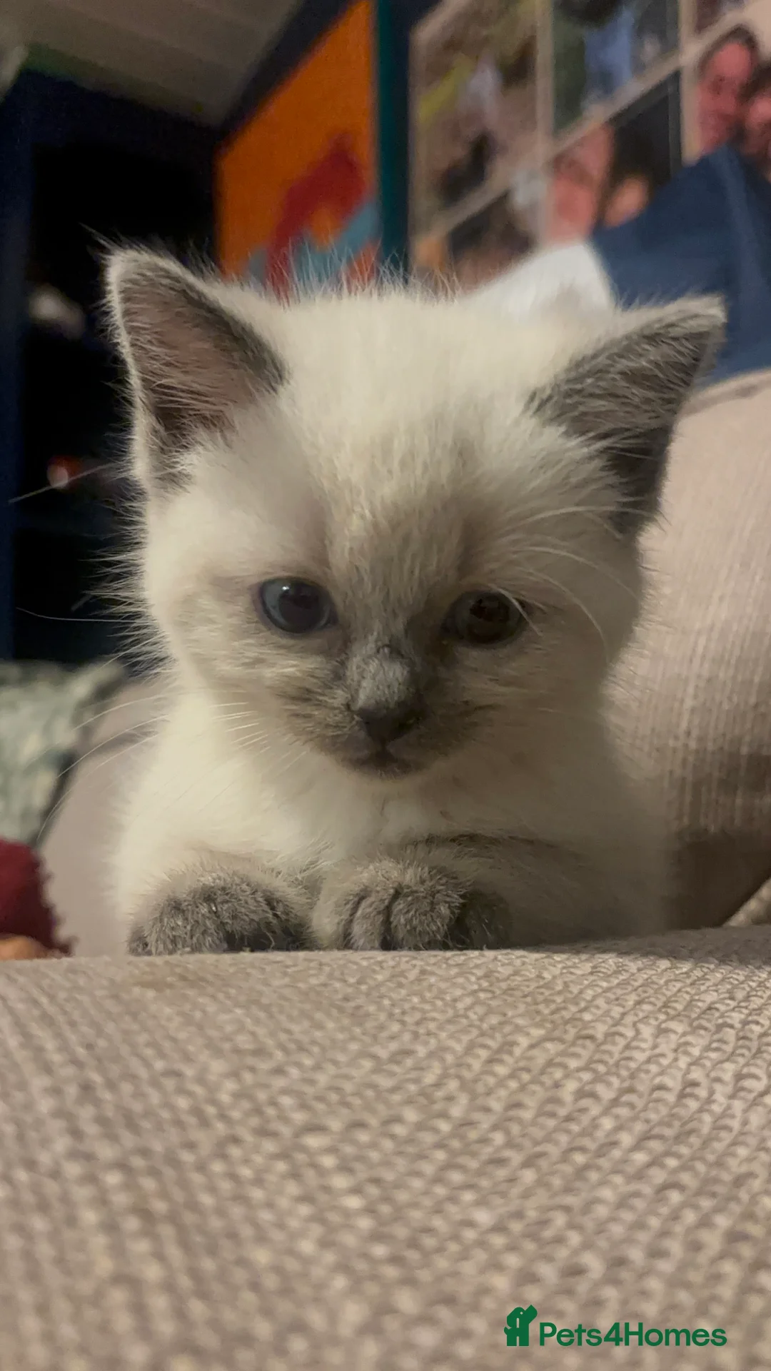 Ragdoll cats for sale: Cute ragdoll x silver tabby Angora - Advert 5